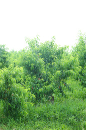 果园里的桃子树