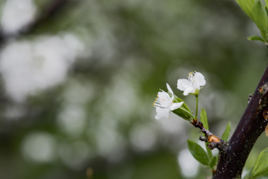 农村种植的李树开花