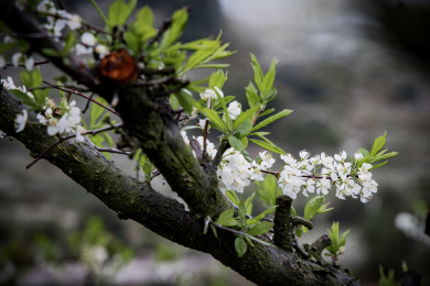 农村种植的李树开花