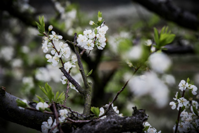 农村种植的李树开花