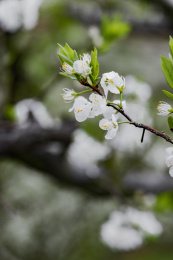 农村种植的李树开花