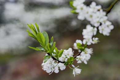 农村种植的李树开花