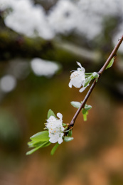 农村种植的李树开花
