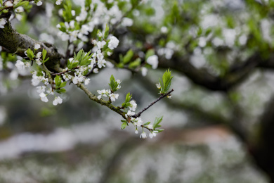 农村种植的李树开花