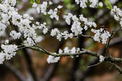 农村种植的李树开花