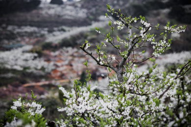 农村种植的李树开花