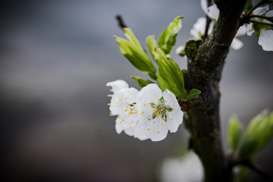 农村种植的李树开花
