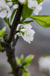 农村种植的李树开花