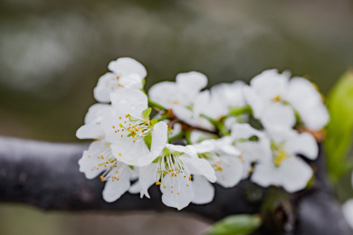 农村种植的李树开花