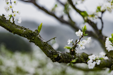 农村种植的李树开花
