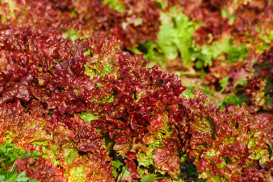 一堆紫叶生菜 紫叶生菜