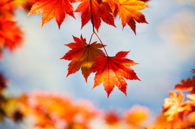 中国辽宁丹东天桥沟的枫叶