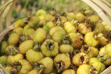 水果之王-贵州野生刺梨