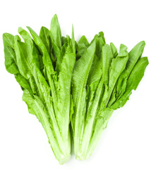 白底上的嫩油麦菜