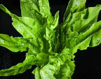 黑底上摆放着油麦菜