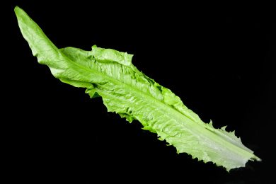 黑底上的油麦菜