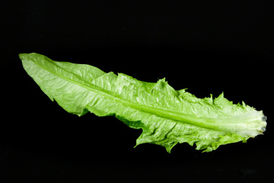 黑底上的油麦菜