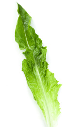 白底上摆放着油麦菜