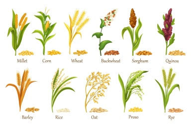 多款粮食谷物介绍插图