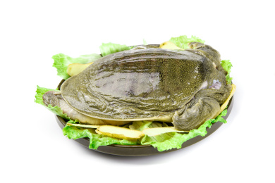 白底上放着甲鱼