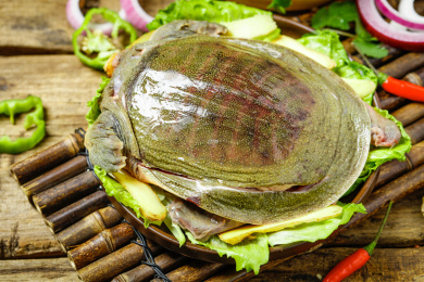 盘子里装着甲鱼