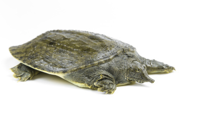 白底上放着甲鱼