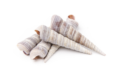 白底上的钉螺 钉螺