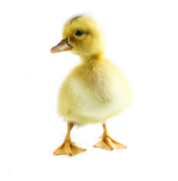 白底上的小鸭子