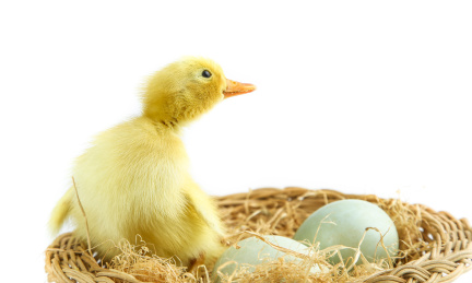 窝里的小鸭子和鸭蛋