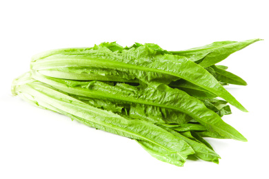 白底上的香麦菜 油麦菜