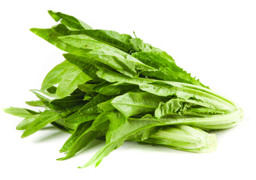 白底上的香麦菜 油麦菜