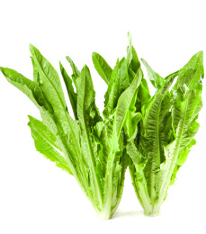 白底上的香麦菜 油麦菜