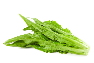 白底上的香麦菜 油麦菜