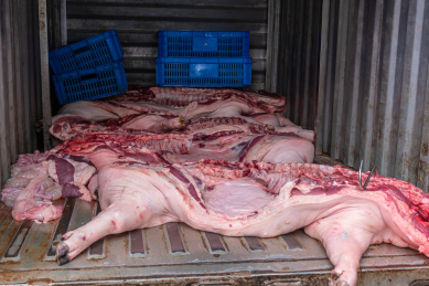 运往市场的货车内几头屠宰猪只新鲜生猪肉