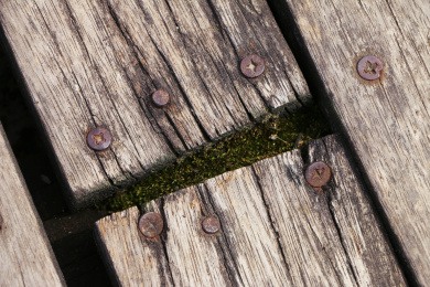 公园里老旧步道木板里的苔藓特写