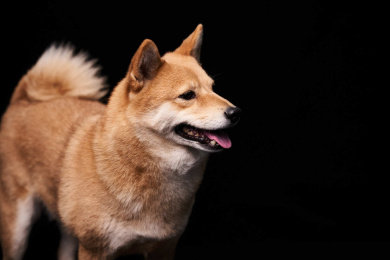 黑色背景下的柴犬肖像
