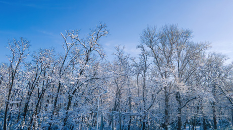 雪后带雪的树林