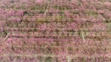 中国江苏苏州西山消夏湾梅花开