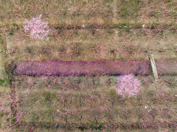 中国江苏苏州西山消夏湾梅花开