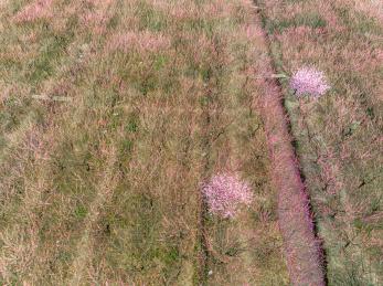 中国江苏苏州西山消夏湾梅花开