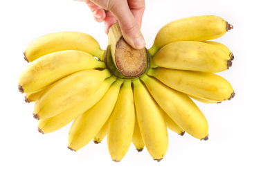 手里拿着新鲜小米蕉