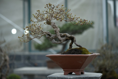 花木盆景的纹理
