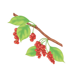 卡通中药五味子 中药