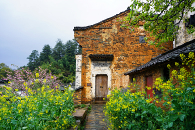 中国江西婺源篁岭油菜春天花开