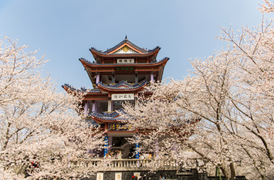 鼋头渚赏樱楼樱花季