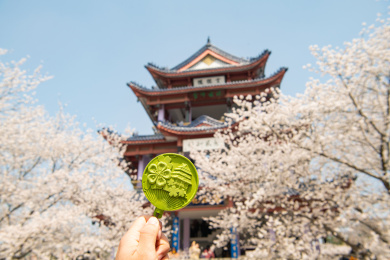 鼋头渚赏樱楼樱花季