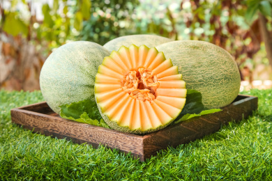 绿草地上摆放着哈密瓜