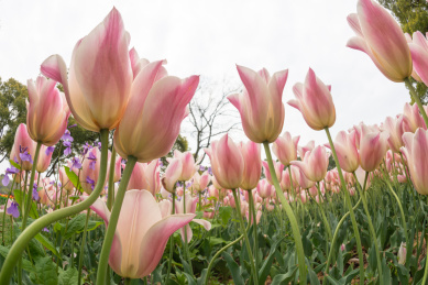 郁金香鱼眼仰视