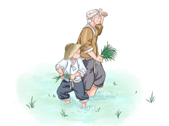 绿色清晰谷雨插秧稻田
