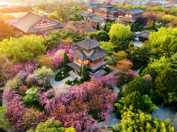 中国陕西省西安青龙寺樱花盛开